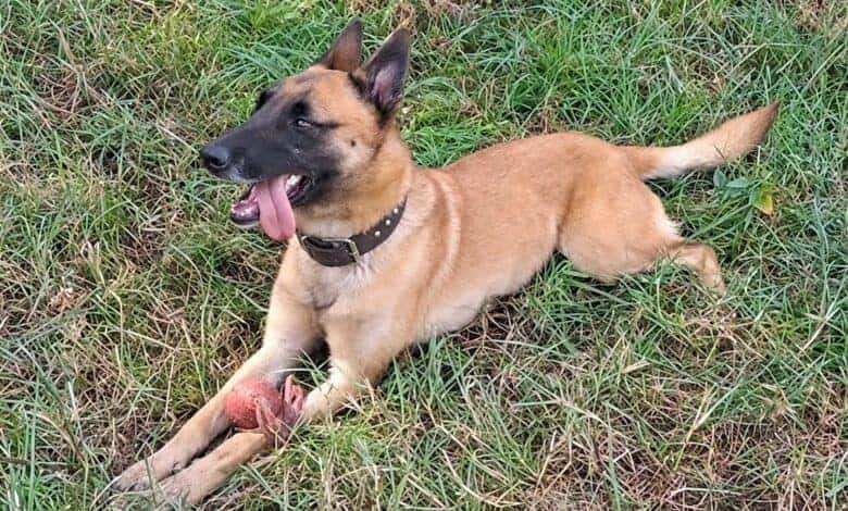 NSPCA: Sky could become a voice for all working animals in SA