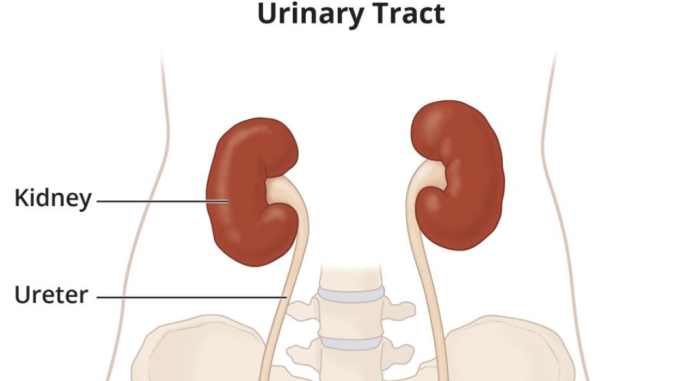 Why You Should Never Ignore a Burning Sensation When Urinating