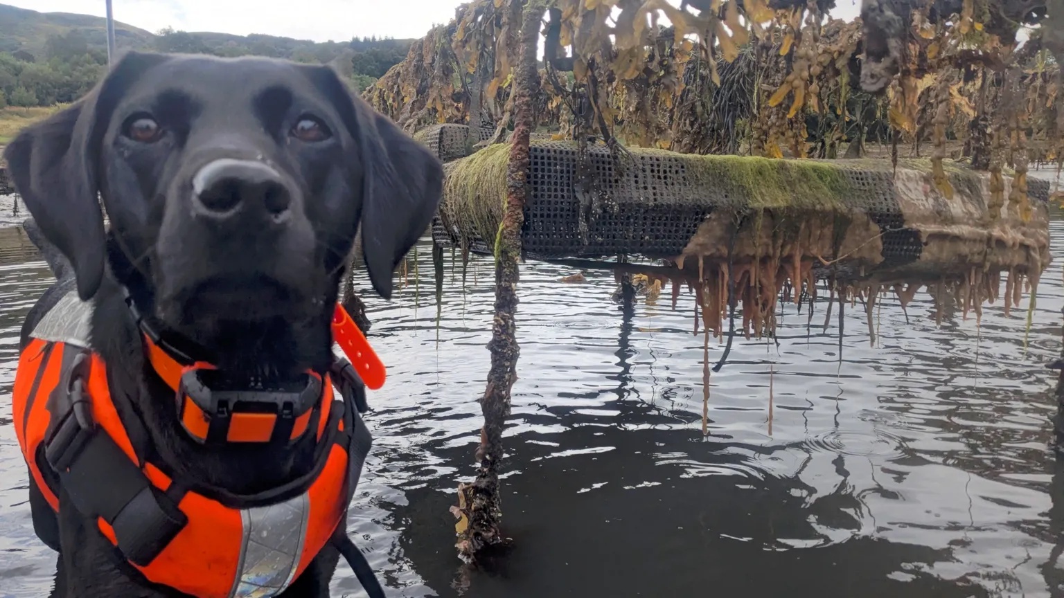 Dog that hunts invasive ‘sea vomit’ honoured as animal of the year