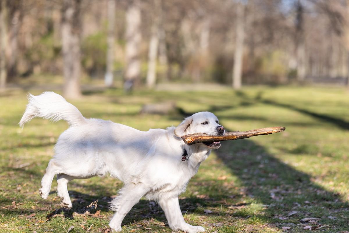 ‘My neighbour’s dog name is so offensive, I was forced to ask him to change it’
