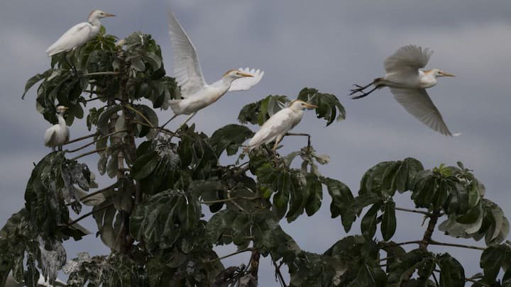 New digital hub to pool data on migratory birds along the Central Asian Flyway