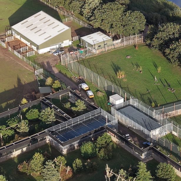 Yorkshire Wildlife Park live: Man dies after ‘jumping into tiger enclosure’ in front of screaming families