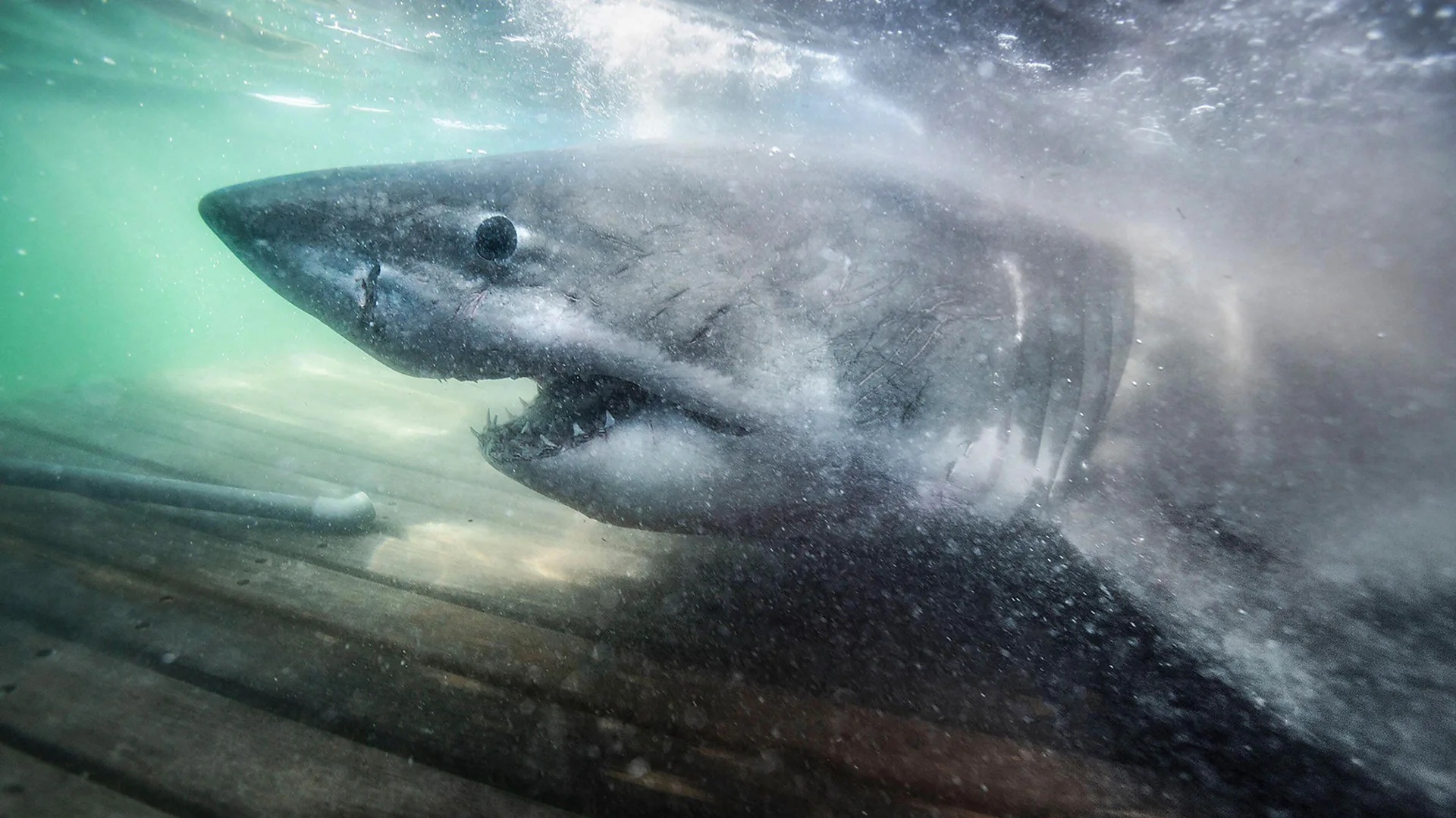 Canada’s Atlantic waters are attracting more great white sharks