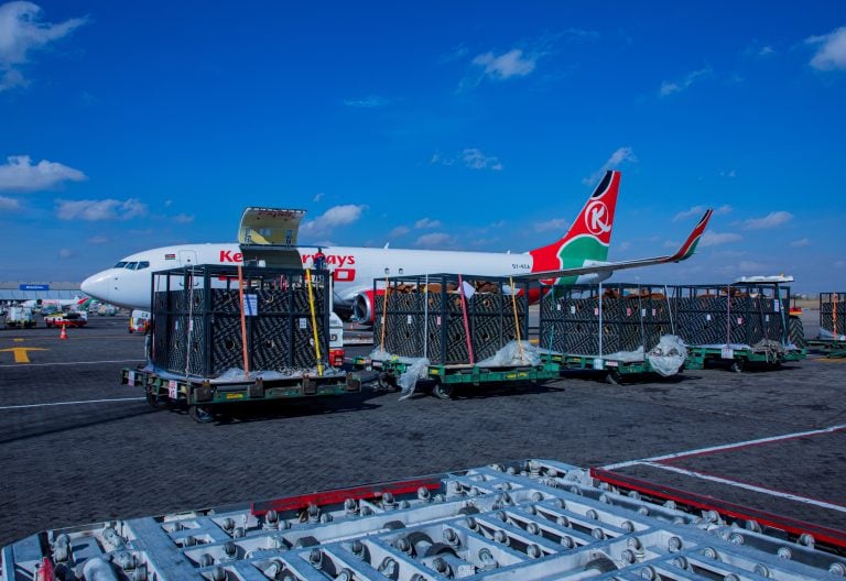 Livestock in the Skies: Kenya Airways Cargo Handles Special Flight Carrying Cattle to Lagos