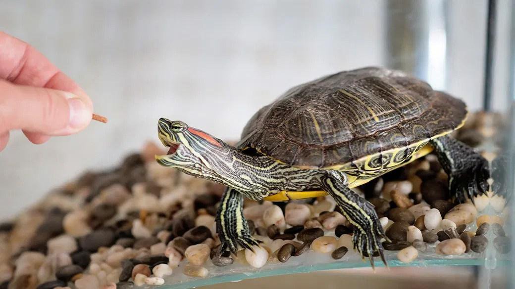 Treat your shelled sidekick to the best turtle food and snacks