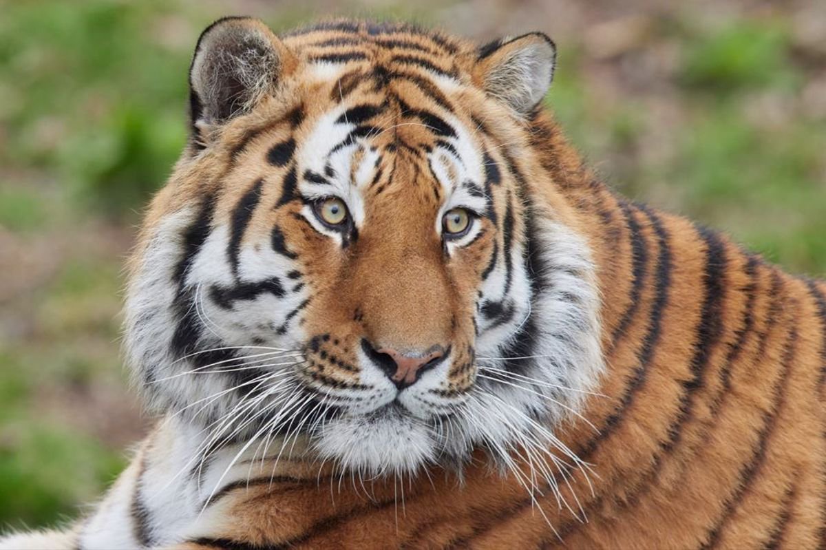 Man ‘seriously injured’ after entering tiger enclosure – police statement in full