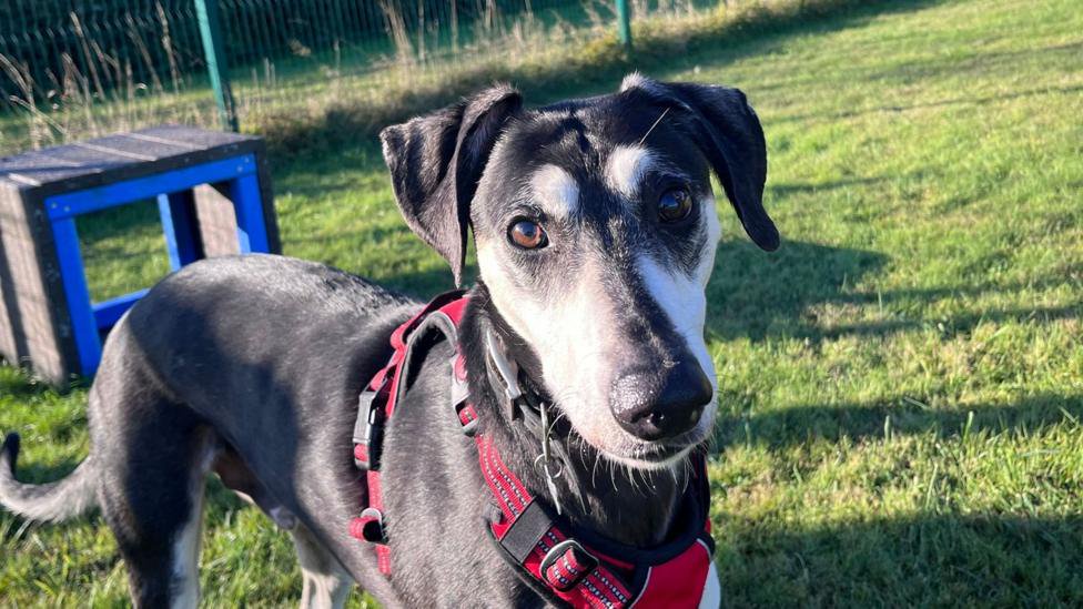 Rescue dog learns to play after living in darkness