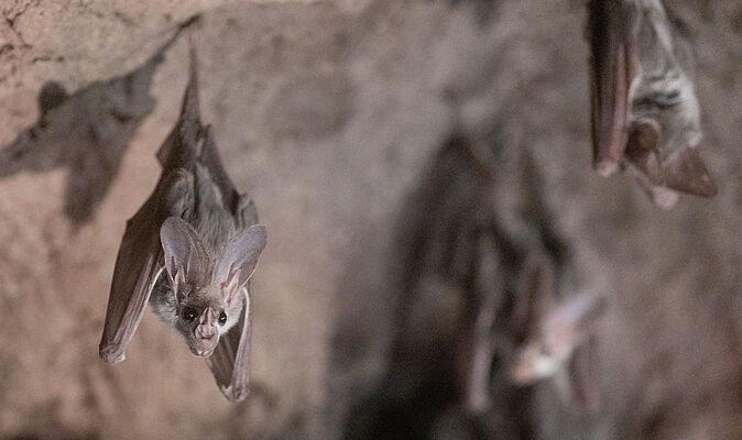 Urgent virus warning issued after 43 people bitten by bats