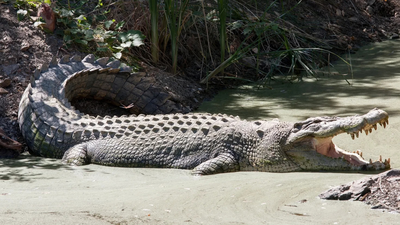 Man arrested after creating AI crocodile image at Singapore reservoir; authorities shut water activities for 2 days and searched for reptile that never existed
