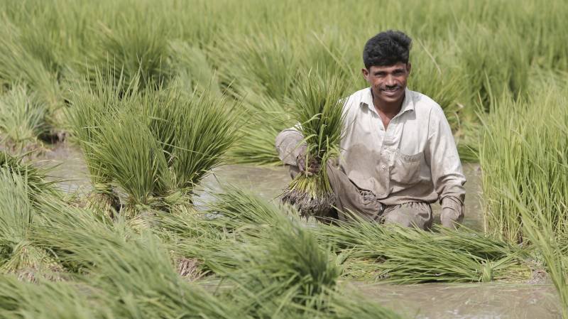 New herbicide collaboration targets weed resistance in Asian rice fields