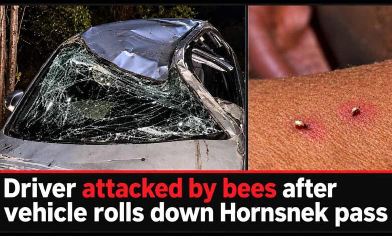 Man attacked by bees after car rolls down Hornsnek pass