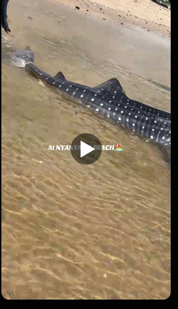 Fishermen Celebrate Massive Whale Shark Catch at Nyanyano Beach