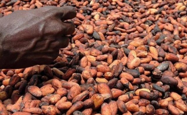 Cacao : Le prix au Ghana creuse l’écart avec la Côte d’Ivoire et ravive le risque de contrebande