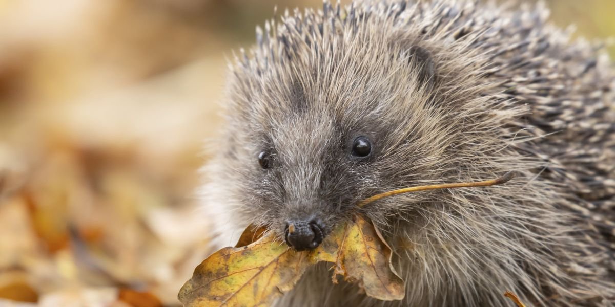 British hedgehog numbers on brink of collapse sparking urgent ‘call for action’