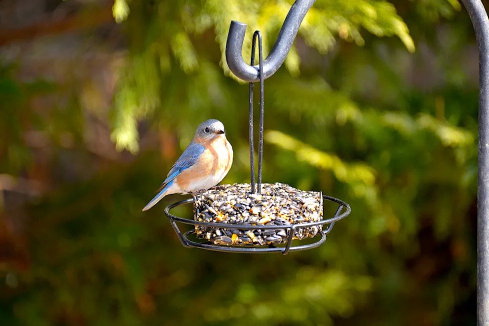 Want more birds in your garden? Try these 6 simple changes