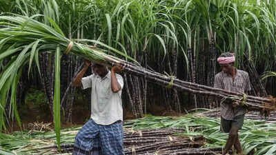 Panel to address grievances of sugarcane growers