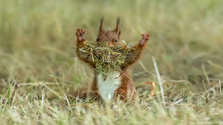 Want some comedic relief? These animals will make you LOL!