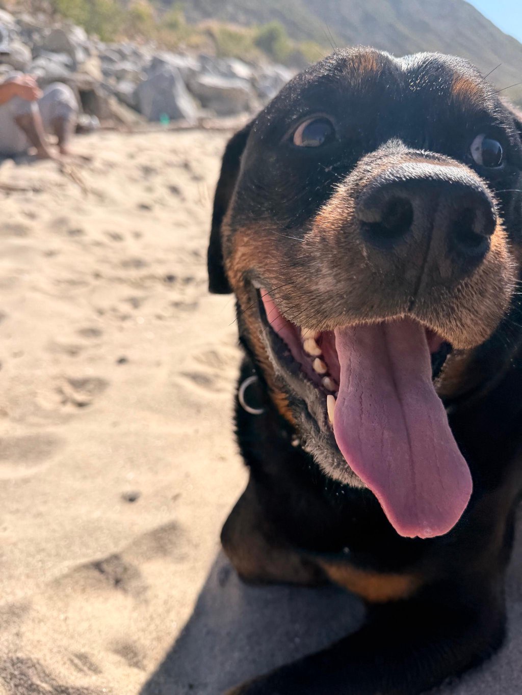 I spent years trying to make friends as an adult in LA — then the answer barked at me