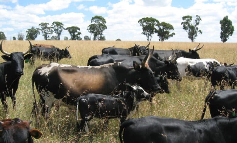 New book shines a light on Southern Africa’s Sanga/Nguni cattle