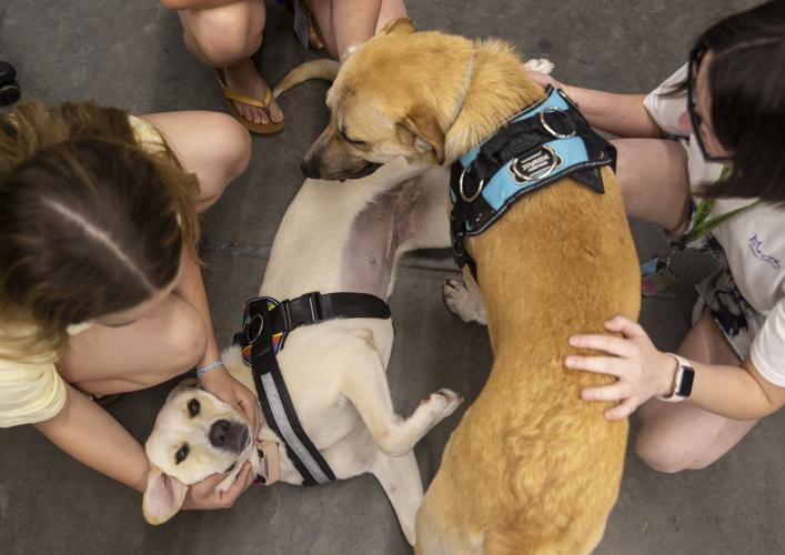 Photos: Charleston-area students attend unique program offering veterinary experience in class