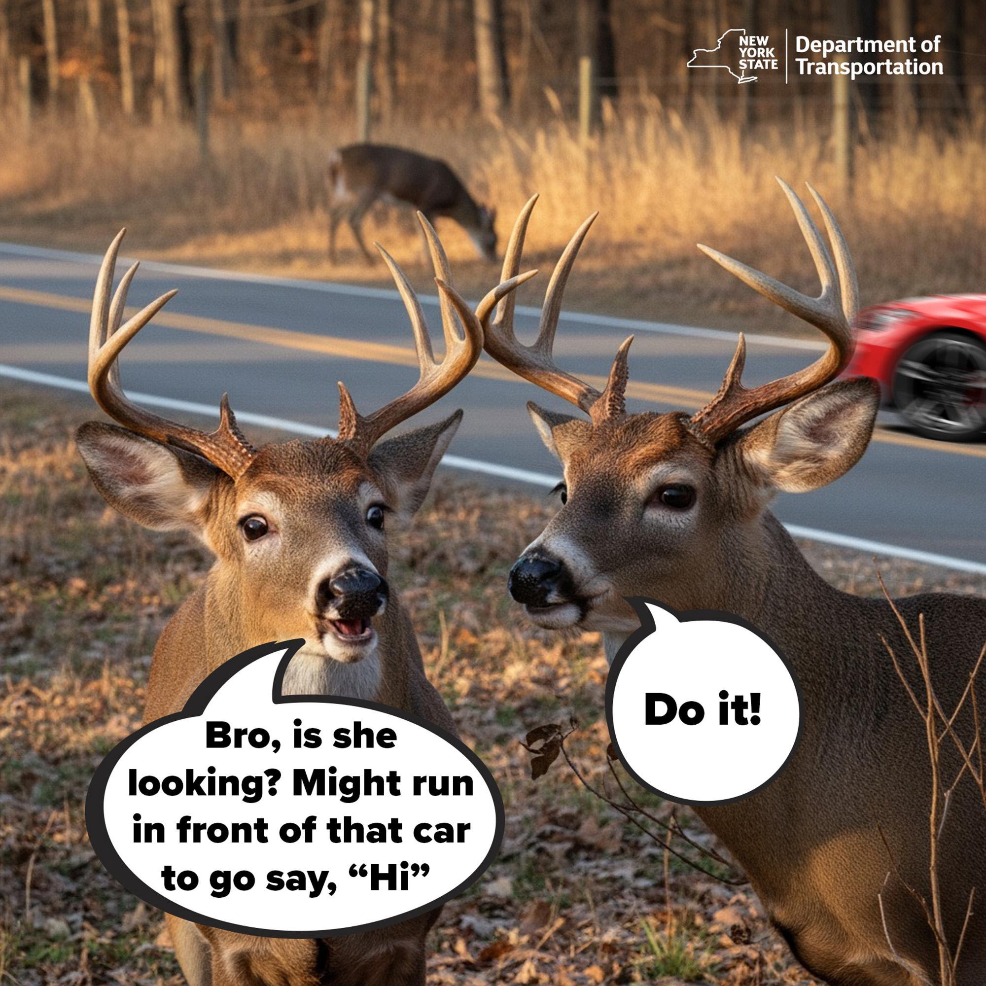 Deer crashes in NY spike during fall mating season — and cause 60K accidents a year: DOT