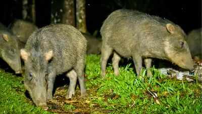 Costa Rica releases 13 white-lipped peccaries after an 18-year absence; the animals disperse seeds from 57 plant types