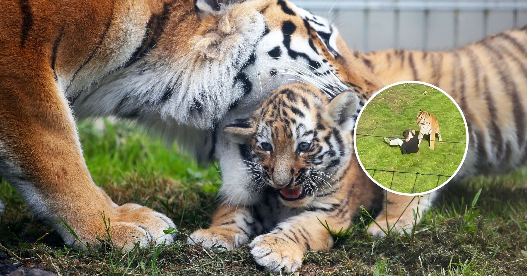 Shots Were Fired into the Air to Distract a Tiger After It Attacked a Man Who Had Entered Its Enclosure. Police Say the Tiger Was Unharmed and Remained Inside the Enclosure