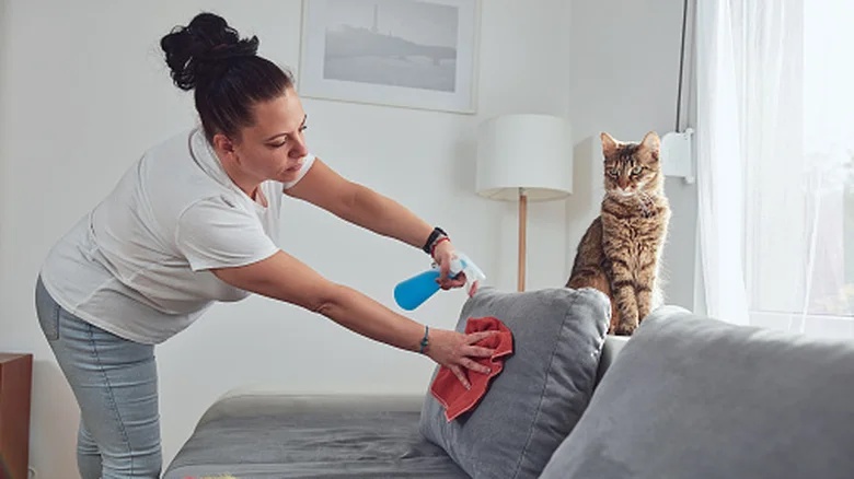 Sprinkling Baking Soda On Your Couch: What It’s For, Why It’s Important, And How To Apply It Correctly