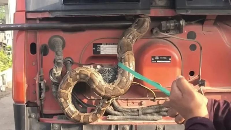 6-ft-long Python found inside truck bonnet in Faridabad
