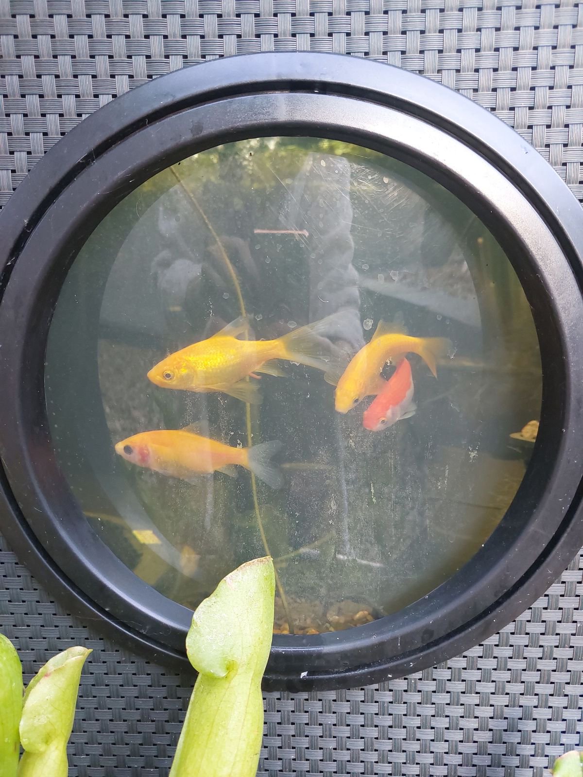 Cheltenham woman baffled at where her fish had gone – one look at CCTV and she found the culprits