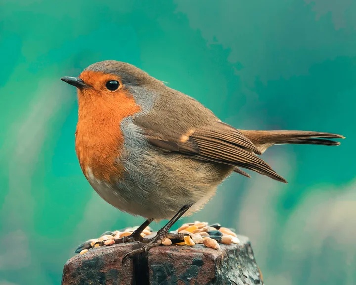 UK Robins Are In Serious Trouble This Winter – Here’s How You Can Help