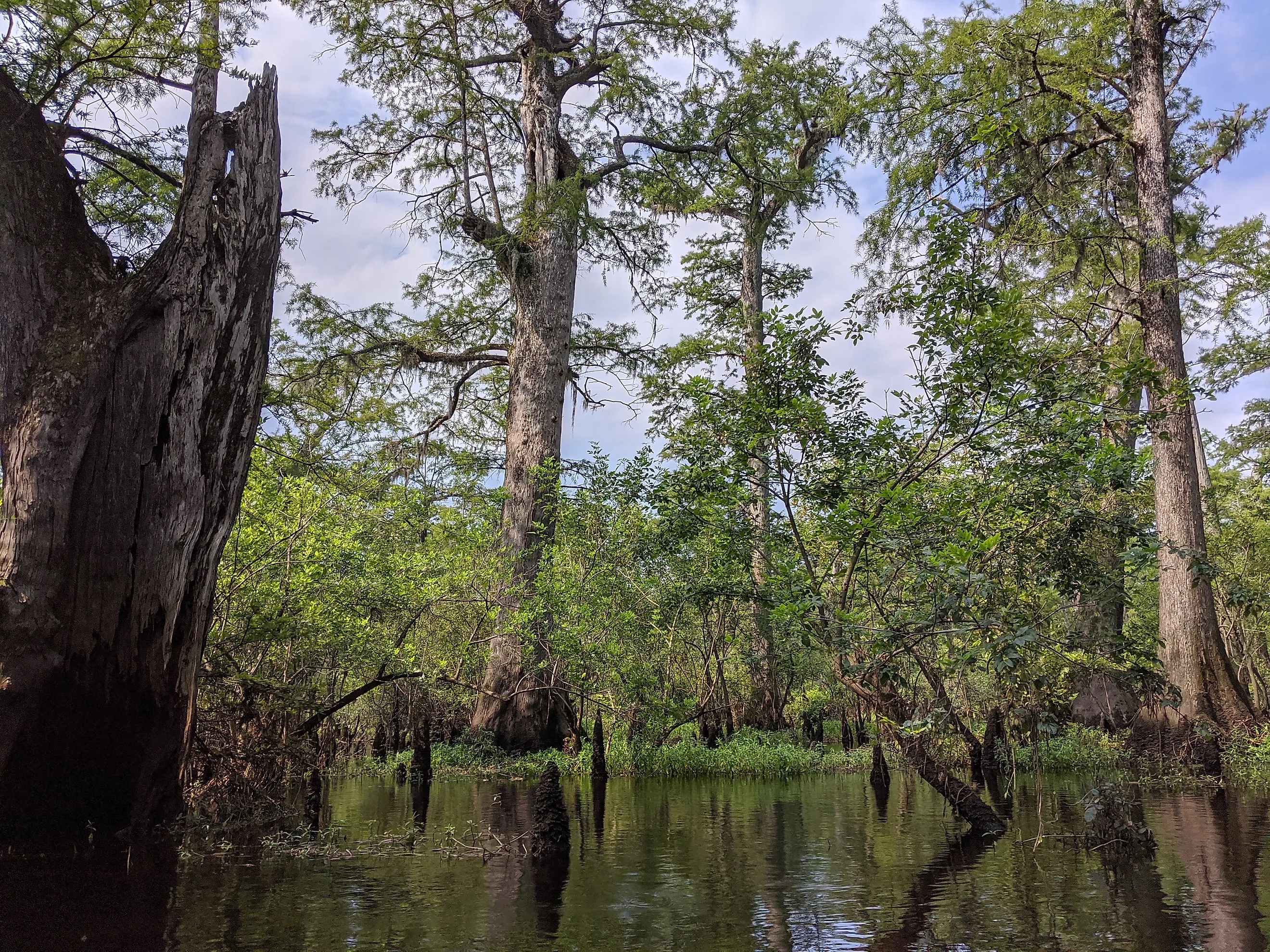 The Oldest Tree East Of The Mississippi