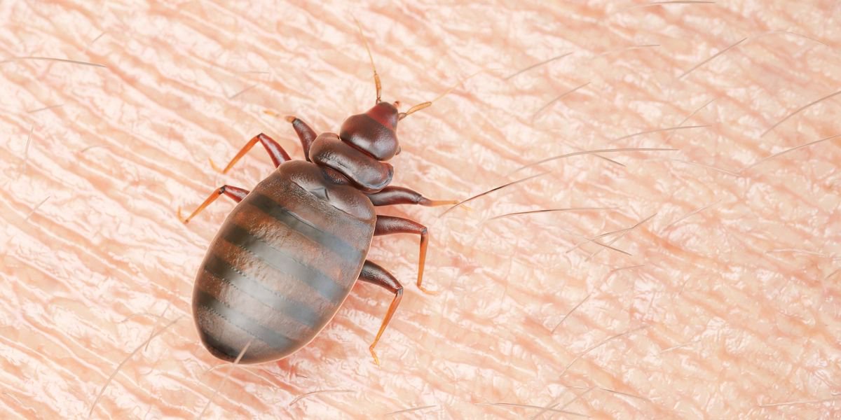 Bedbugs overrun Britain after developing resistance to pesticides as train and office infestations soar