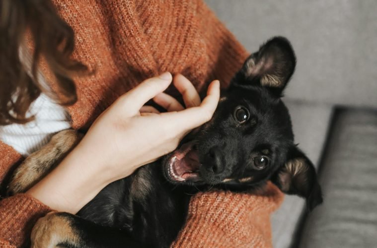 5 ways to prepare your pets for the festive season