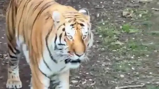 What will happen to tiger now as Yorkshire Wildlife Park give update on animal that fatally attacked man
