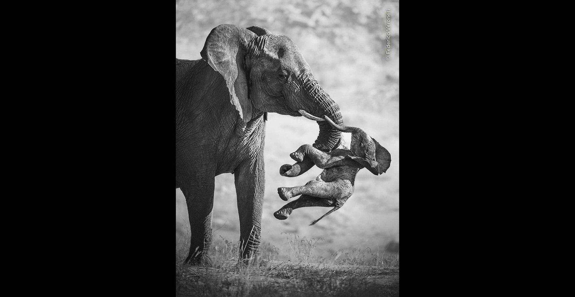 Federico Veronesi’s The Aftermath Wins Wildlife Photographer of the Year 2026