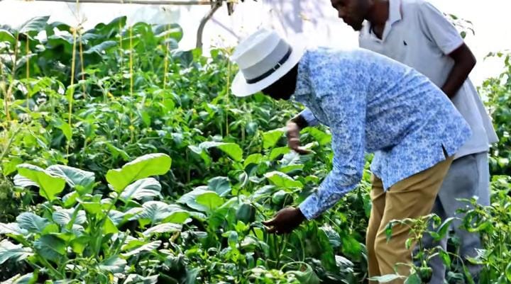 Raila Junior Gives Kenyans Glimpse Into His Vast Farm Featuring Rabbits, Tomatoes and Mango Trees