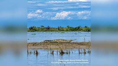 Critically endangered gharial spotted near confluence of Lohit & Brahmaputra rivers