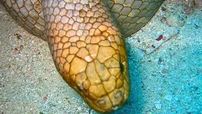 These endangered sea snakes have been evolving separately for up to 950,000 years, study finds