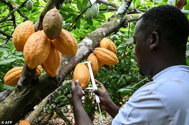 World’s top cocoa producer aims for a climate-tough bean