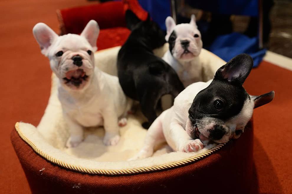 Top French Bulldog Facts 2026: Here are 11 fascinating things you need to know about the adorable breed of dog 🐶