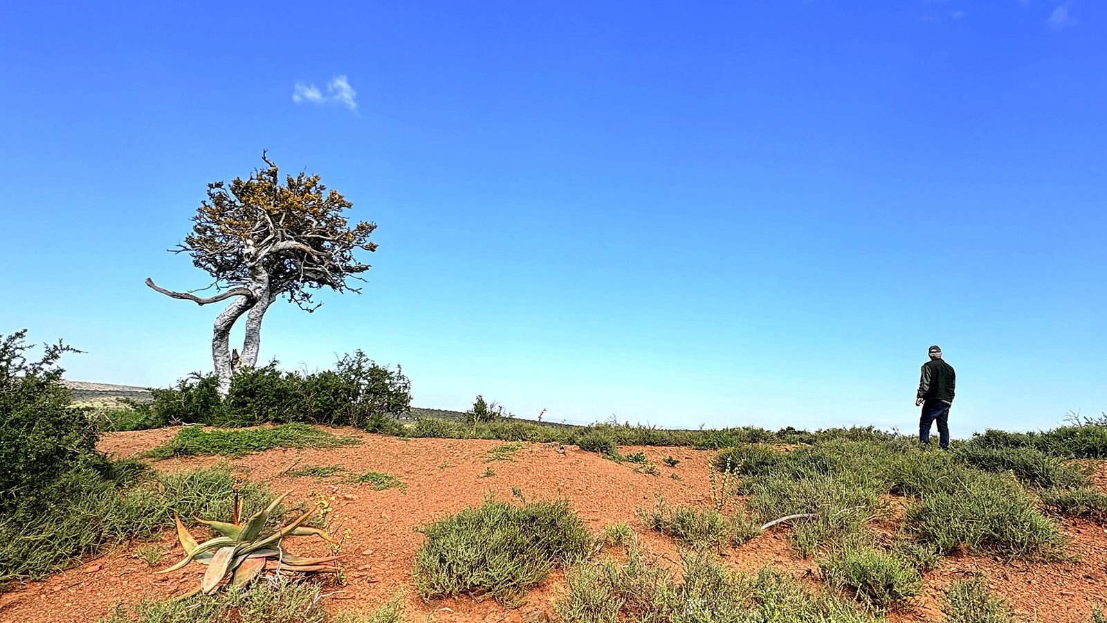South Africa: Is SA’s Novel Spekboom Restoration a New Soil Carbon-Farming Frontier?