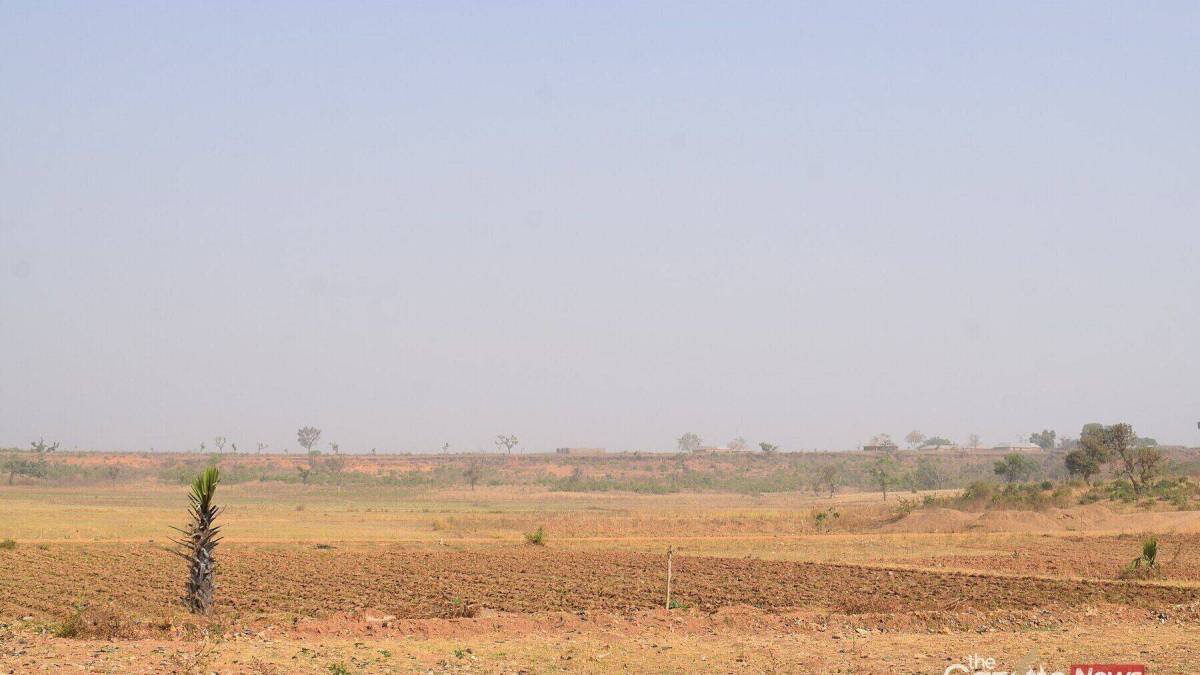 Tomato Farming in Nigeria: Beating Tuta Absoluta