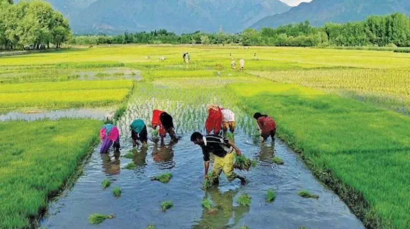 Plant Crops Only If Own Water Sources Exist, Officials Tell Farmers