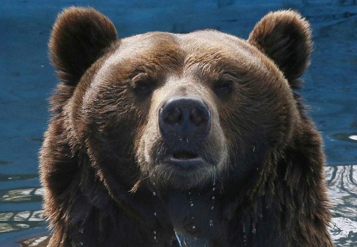 Russia cracks down on AI bears as real attacks spread fear
