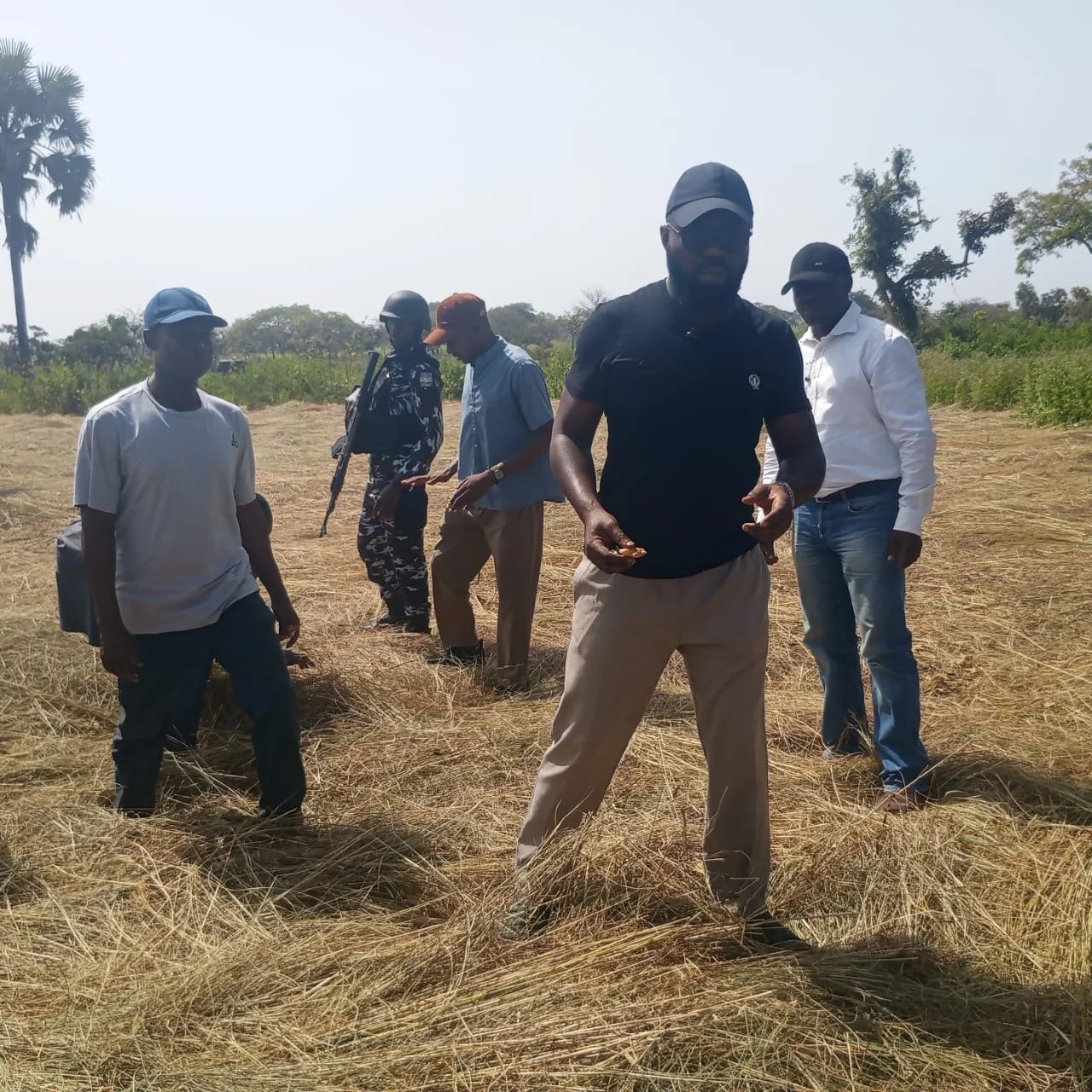 BOA intervention revives Kaduna ginger farms after blight devastation