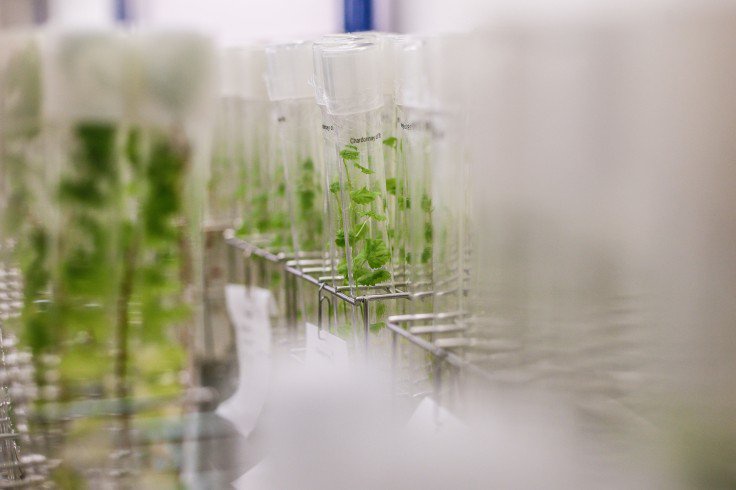 A Vine Famous for Copying Plastic Leaves Showed No Mimicry in a Two-Year Greenhouse Retest