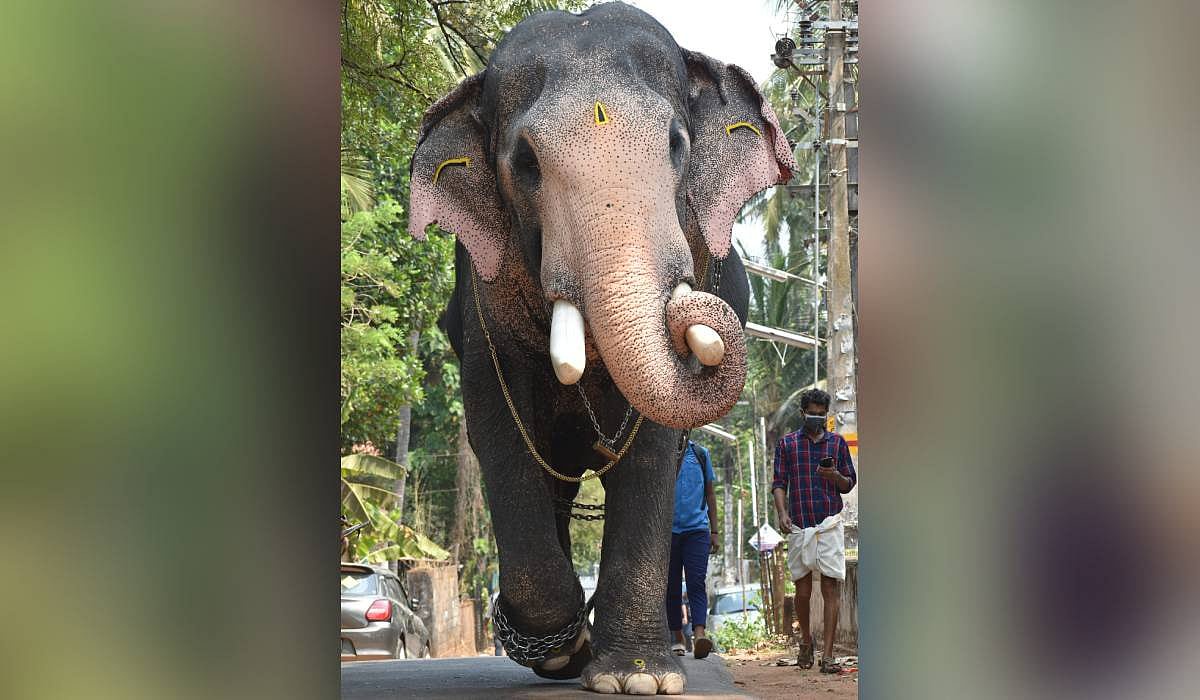 Lightning kills elephant Pallatt Brahmadathan in Keralam