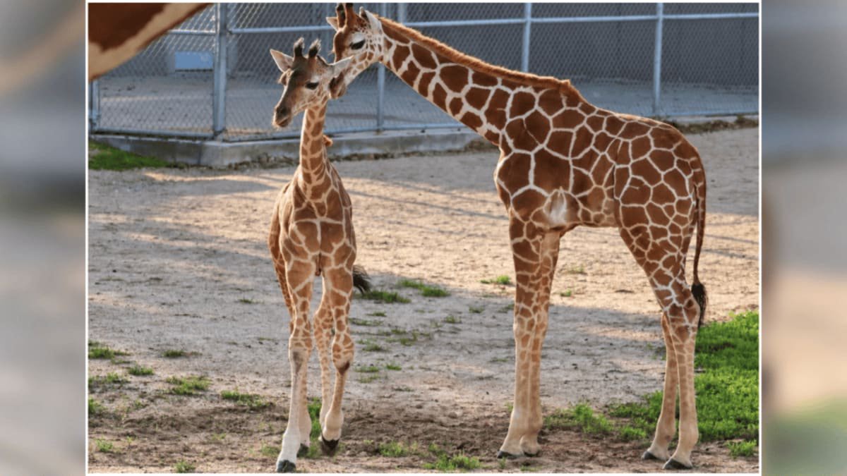 Milani, first known giraffe C-section survivor, joins Tanganyika herd