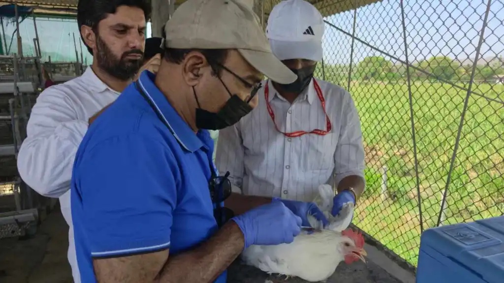 Bird flu killed their flocks. 5 months on, Maharashtra poultry farmers await their dues